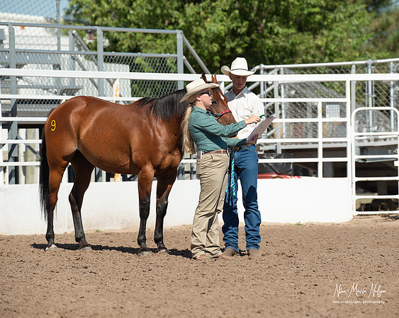 4H horse 22-63