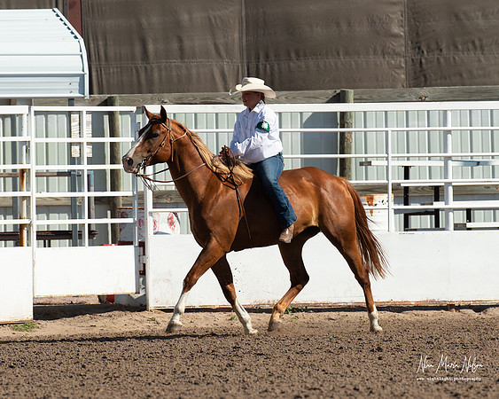 4H horse 22-2