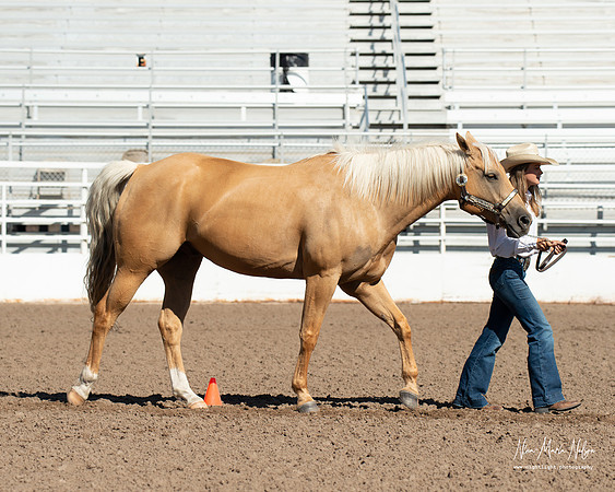 4H horse 22-36