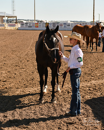 4H horse 22-77