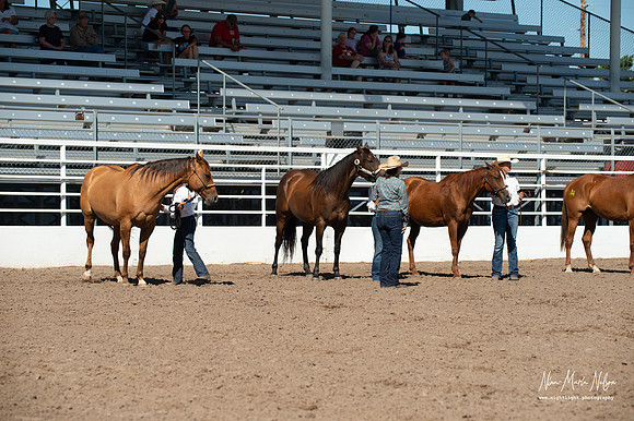 4H horse 22-41