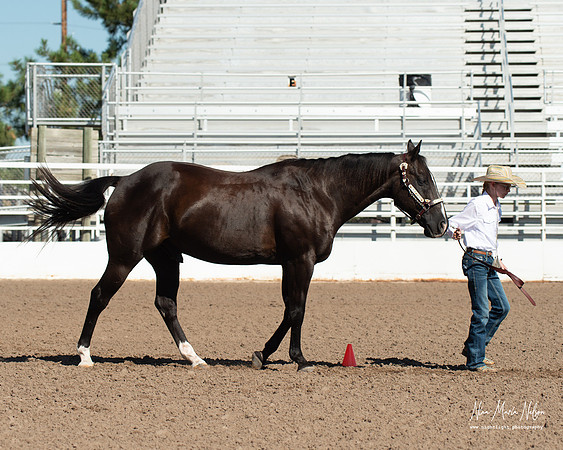 4H horse 22-24