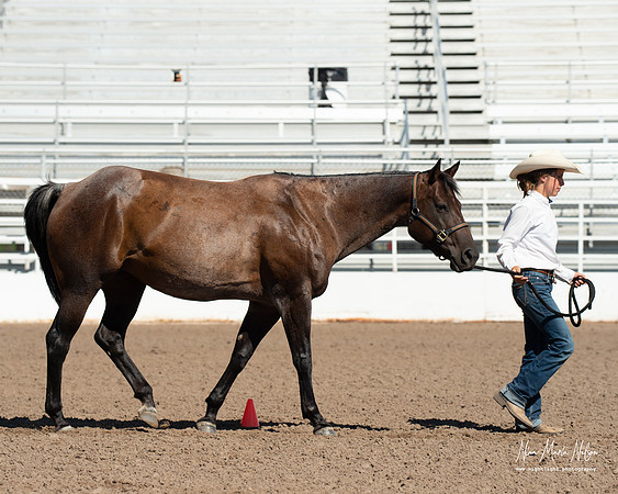 4H horse 22-50