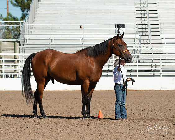 4H horse 22-31