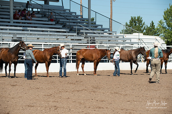 4H horse 22-40