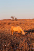 IMG_0632 11x14 NN