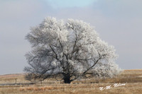 IMG_1579 Frost Tree NN