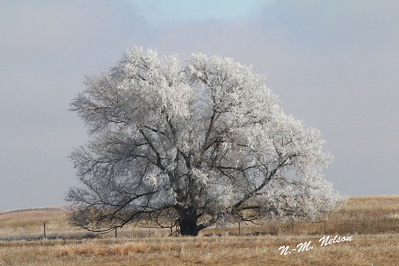 IMG_1579 Frost Tree NN