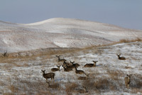 IMG_1256 Deer Hills NN