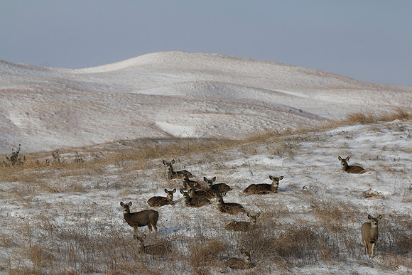 IMG_1256 Deer Hills NN