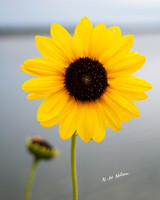 Nature/Wildlife
