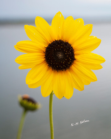 IMG_7851 Sunflower NN