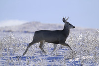 IMG_0221 buck NN