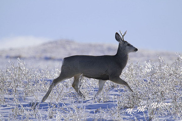IMG_0221 buck NN