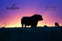 IMG_9652 NCR & NN Bull