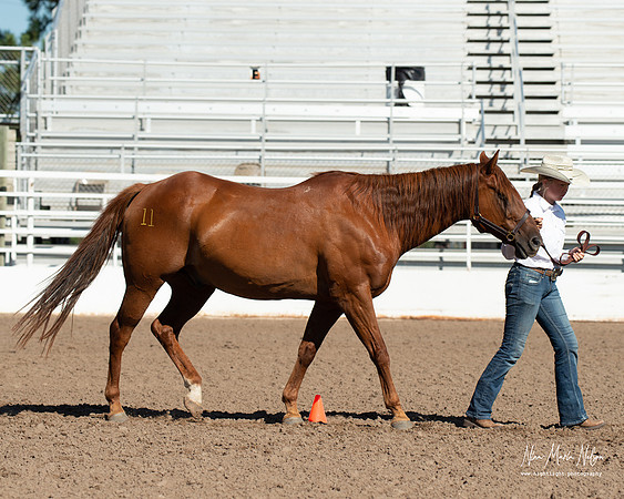 4H horse 22-19