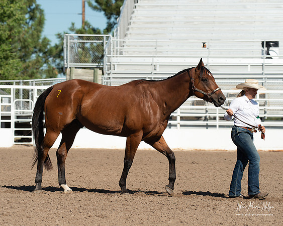 4H horse 22-38