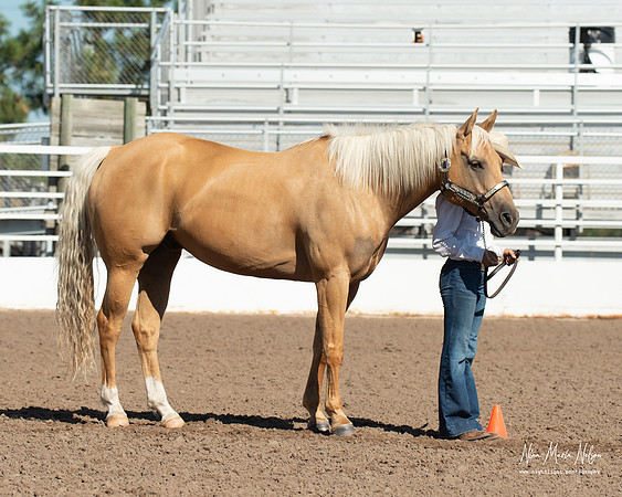 4H horse 22-35