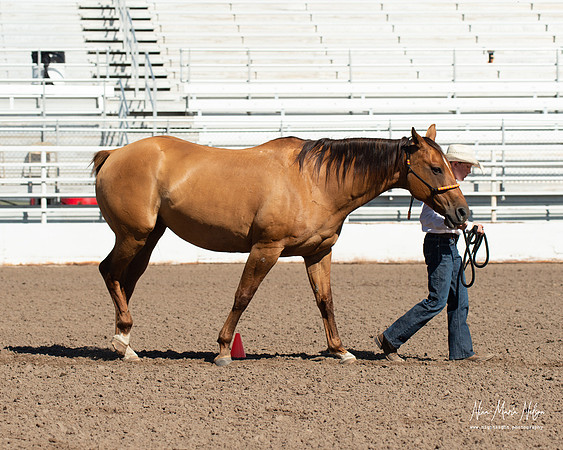 4H horse 22-60