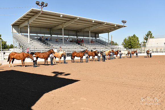 4H horse 22-42