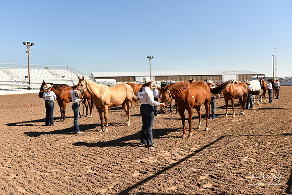 4H horse 22-62