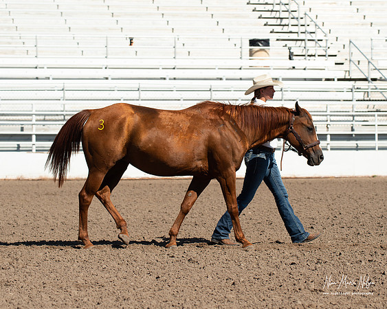 4H horse 22-54