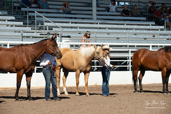 4H horse 22-12