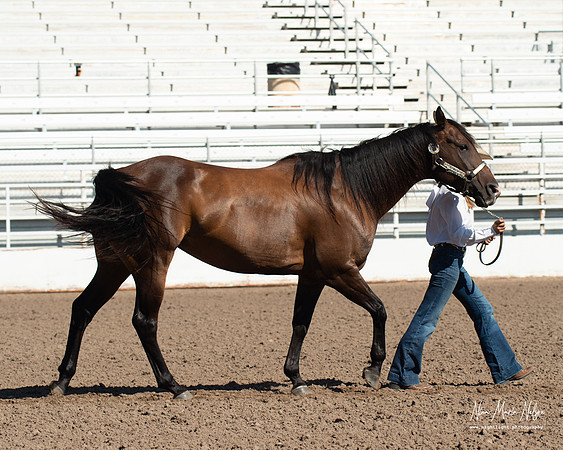 4H horse 22-58