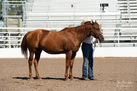 4H horse 22-69