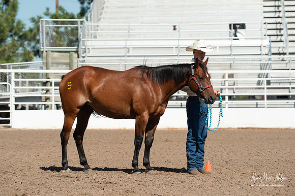 4H horse 22-66