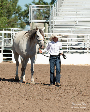 4H horse 22-13