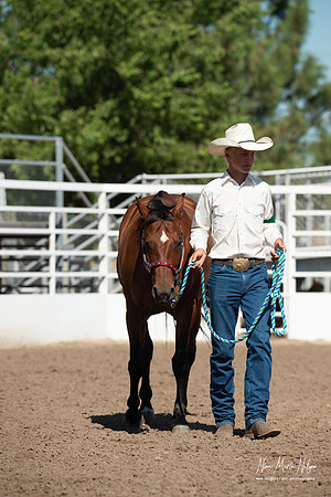 4H horse 22-64