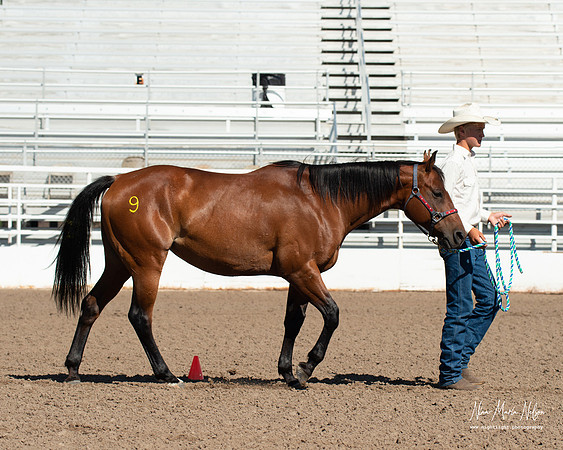 4H horse 22-45