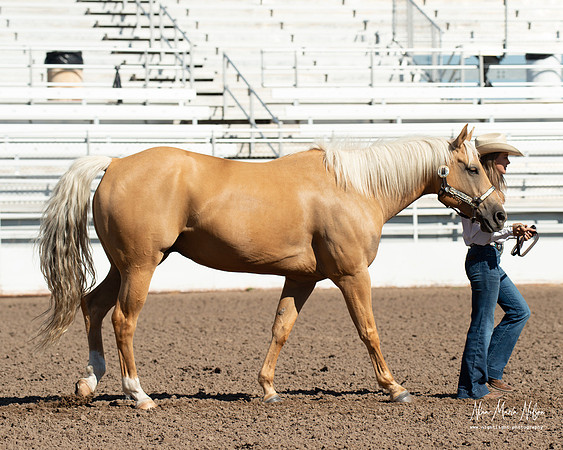 4H horse 22-37