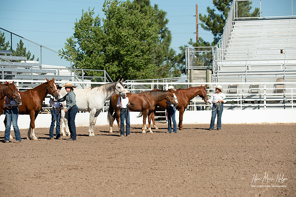 4H horse 22-7