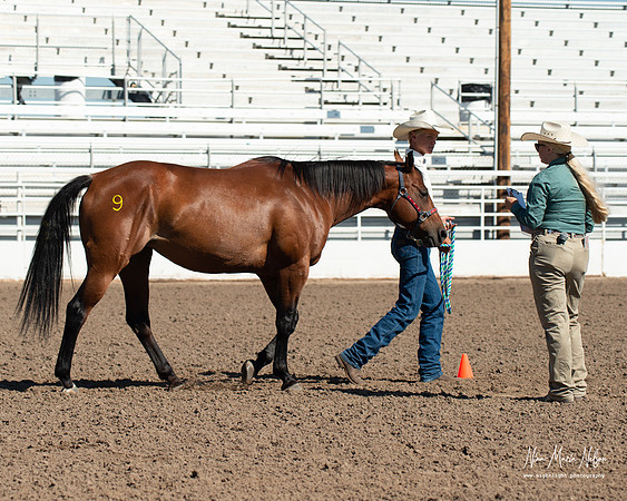 4H horse 22-47