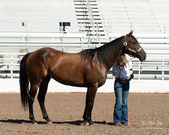 4H horse 22-57