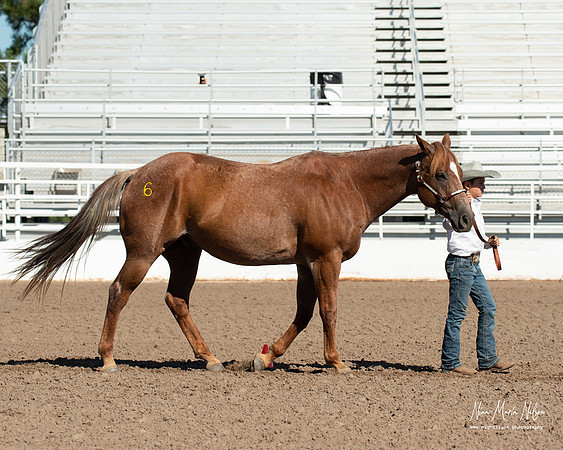 4H horse 22-28
