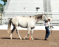 4H horse 22-14