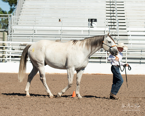 4H horse 22-14