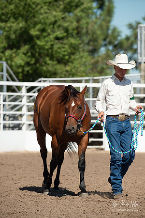 4H horse 22-65