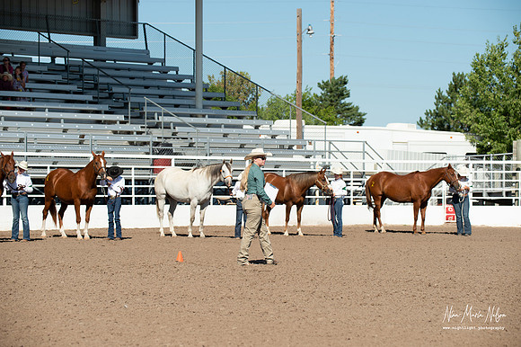 4H horse 22-10