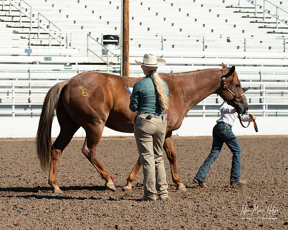 4H horse 22-30