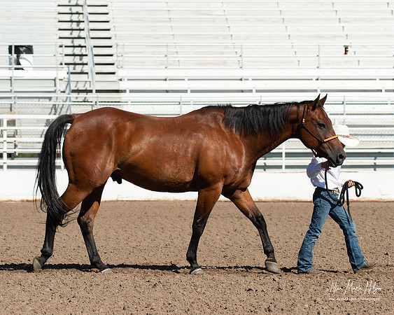 4H horse 22-32