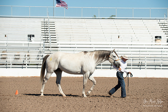 4H horse 22-15