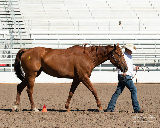 4H horse 22-51