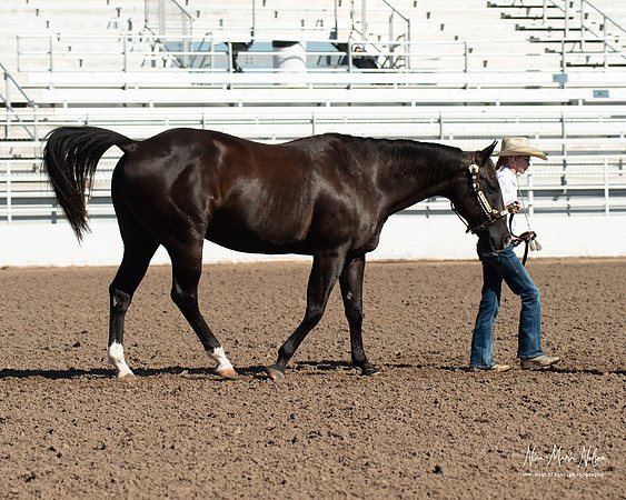 4H horse 22-26