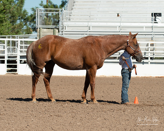 4H horse 22-27