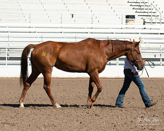 4H horse 22-52