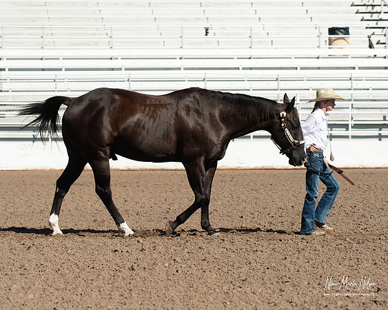 4H horse 22-25
